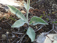 Hieracium tomentosum