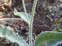 Hieracium tomentosum