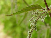 Urtica dioica