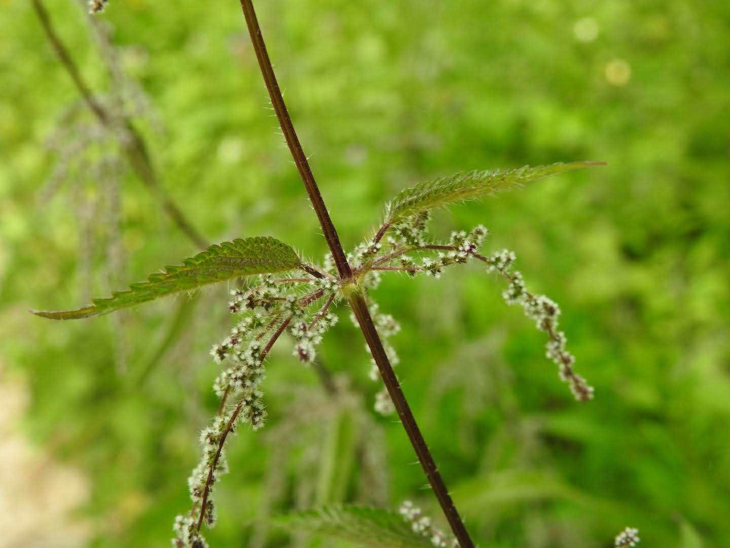 Urtica dioica