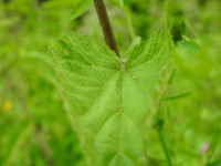 Urtica dioica