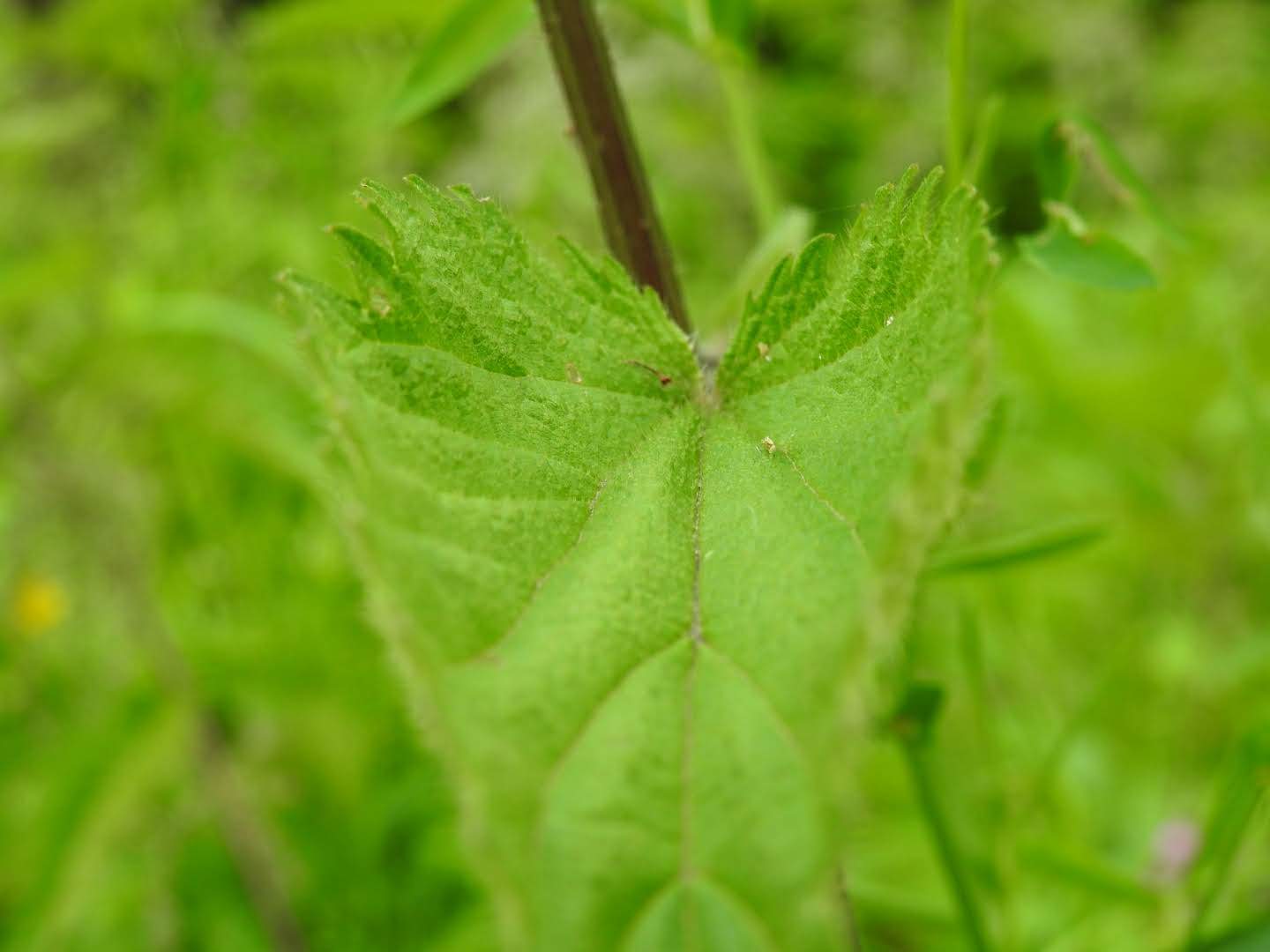 Urtica dioica