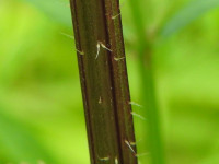Urtica dioica