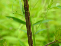 Urtica dioica