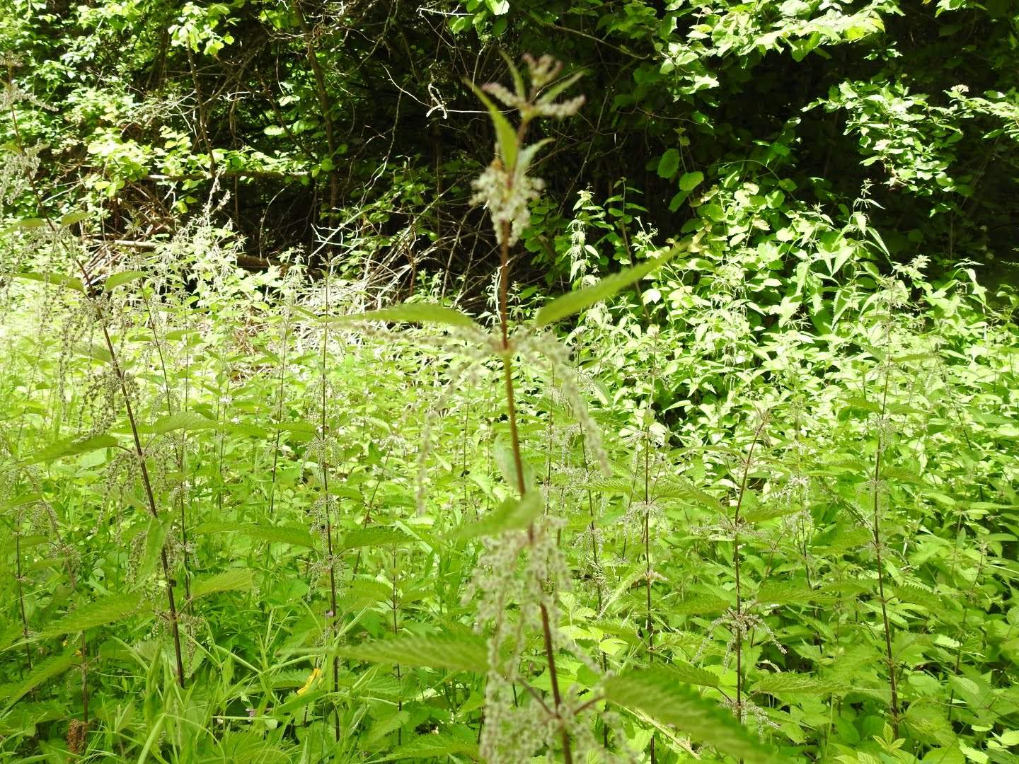 Urtica dioica