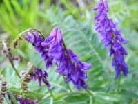 Vicia cassubica