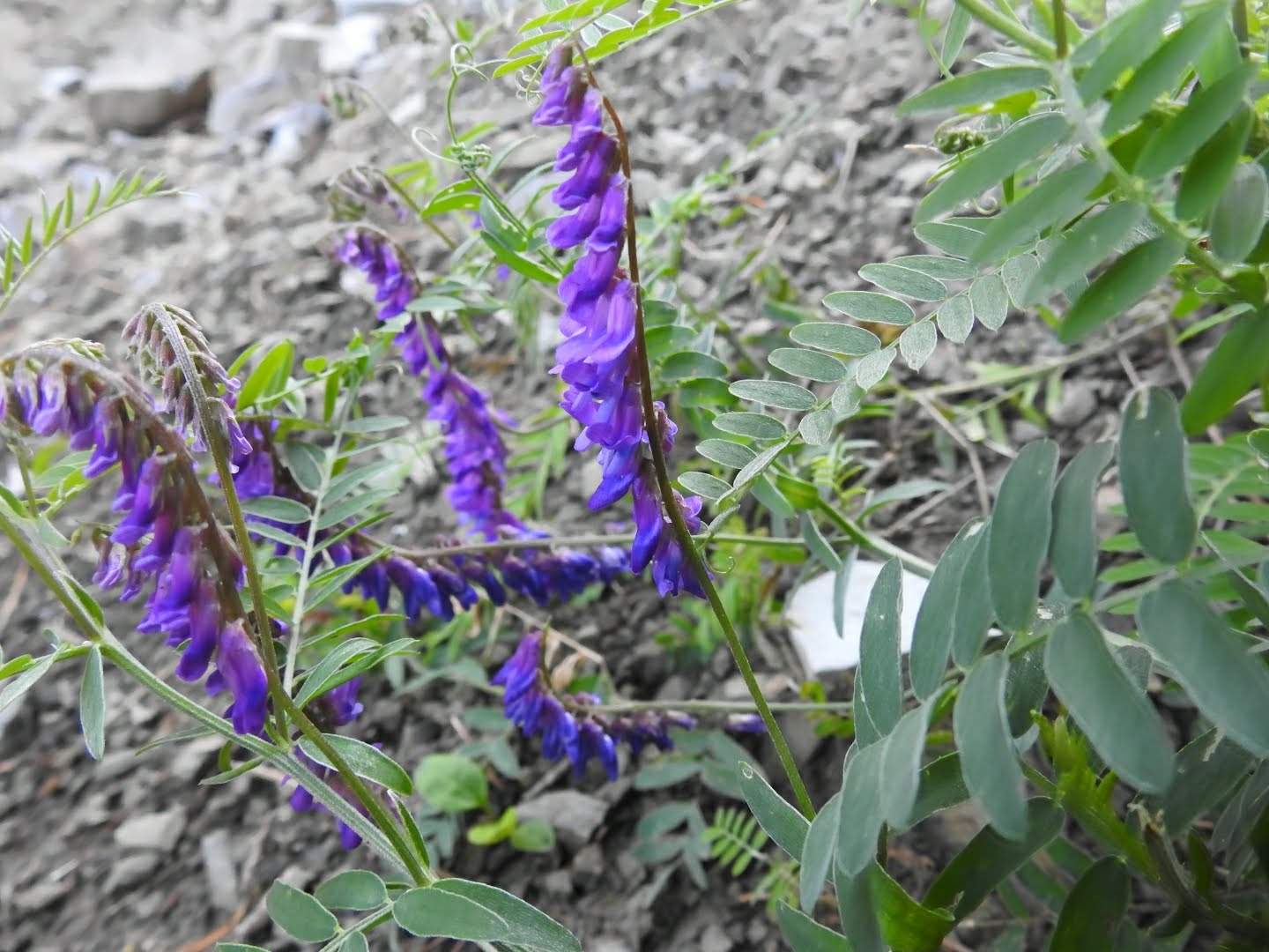 Vicia cassubica