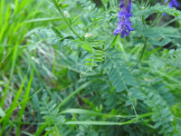 Vicia cassubica