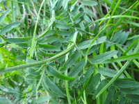 Vicia cassubica