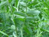 Vicia cassubica