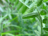 Vicia cassubica