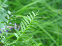 Vicia cassubica