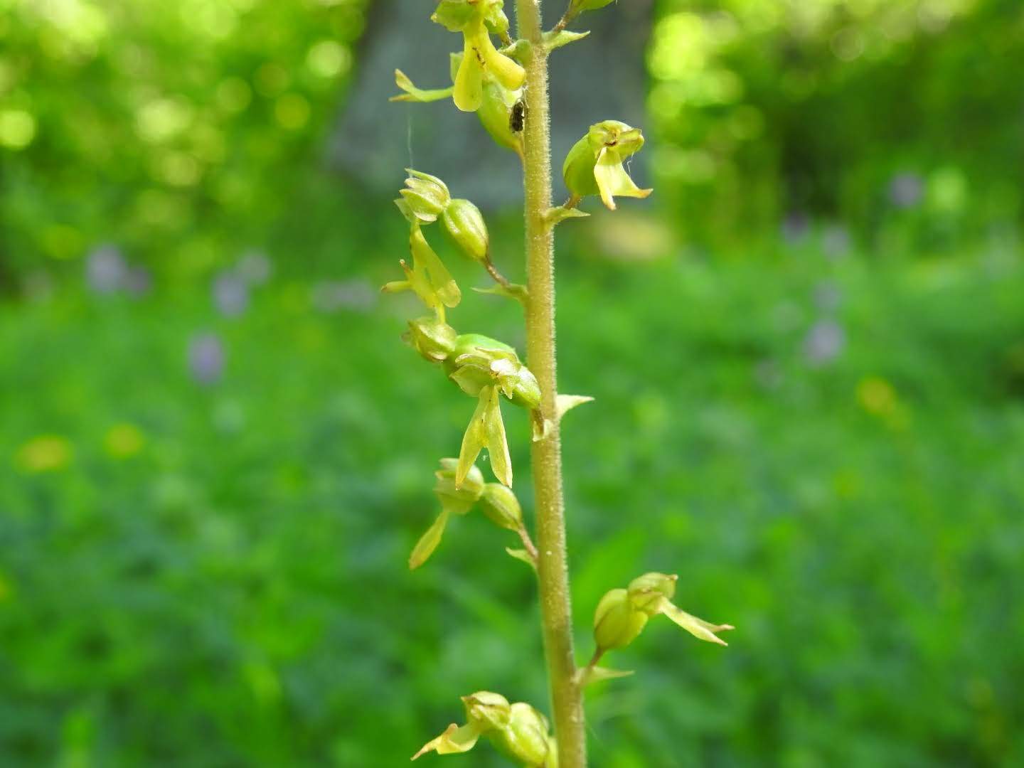 Neottia ovata
