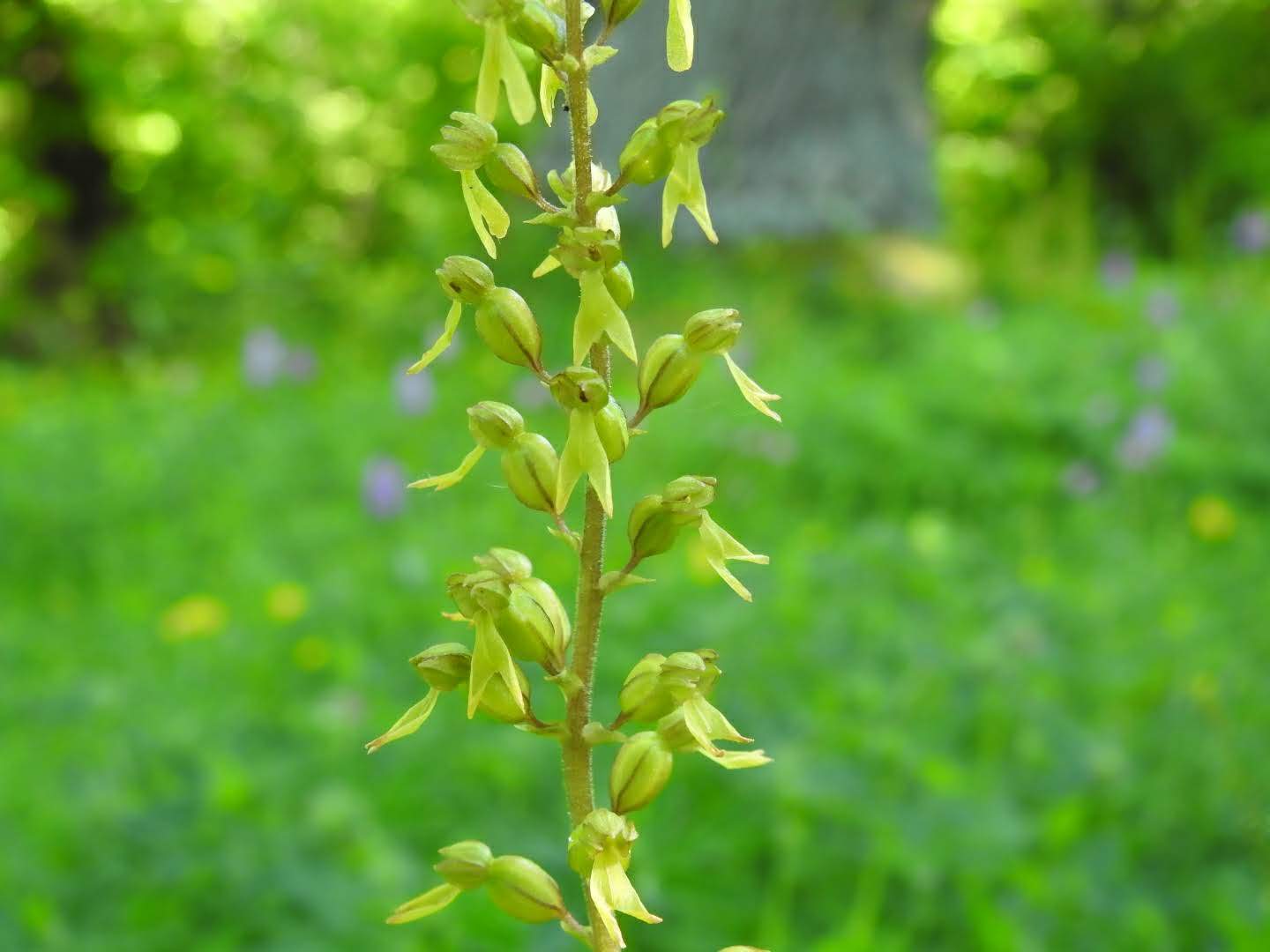 Neottia ovata