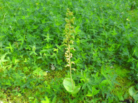 Neottia ovata