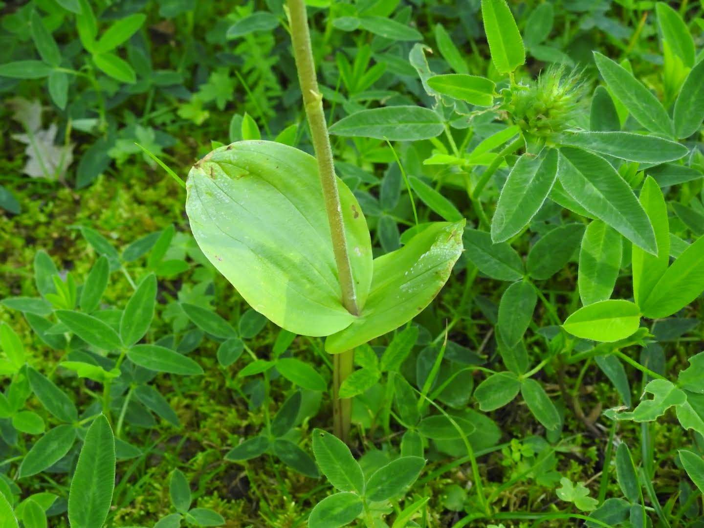 Neottia ovata