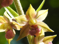 Epipactis atrorubens