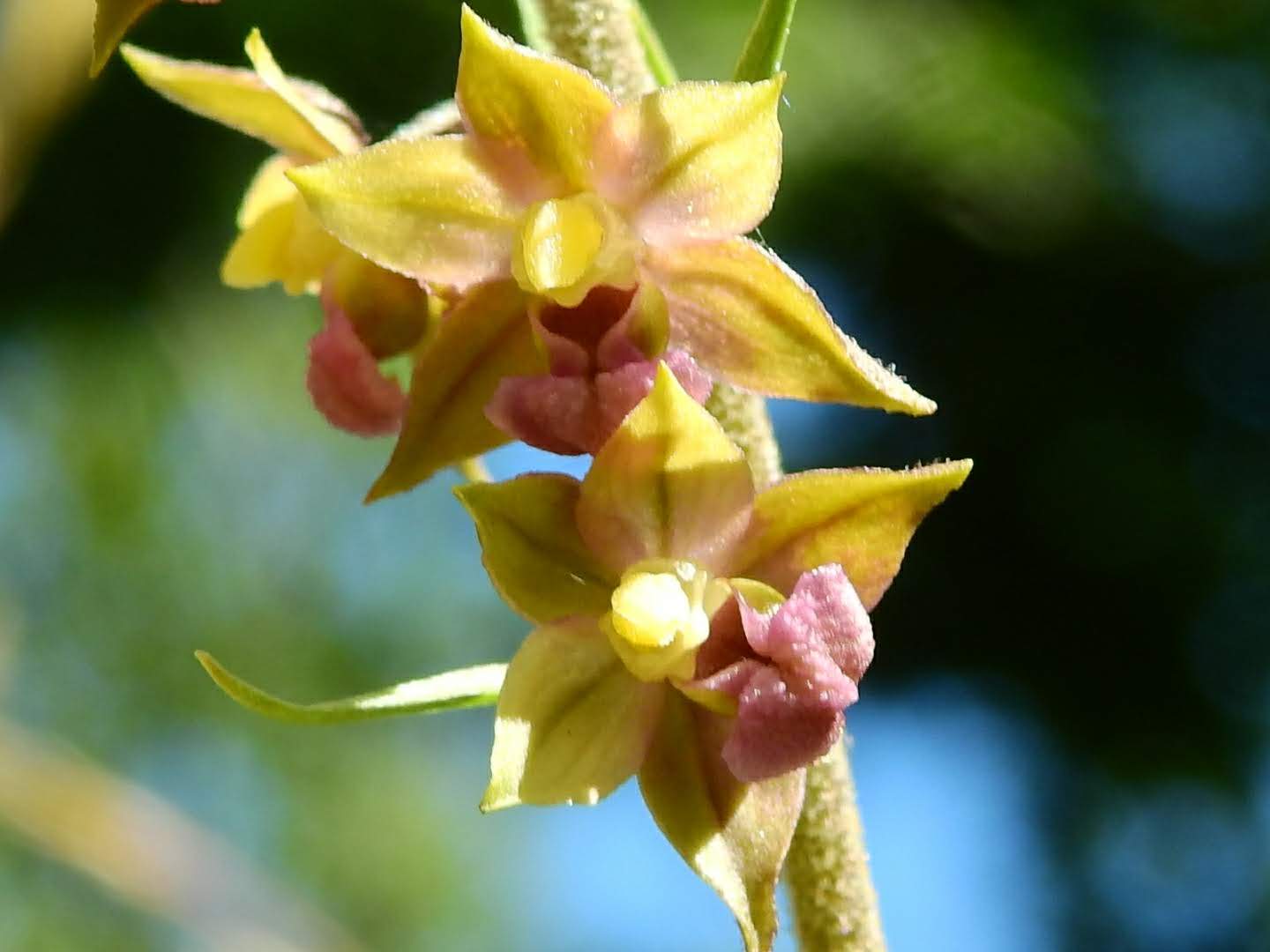 Epipactis atrorubens