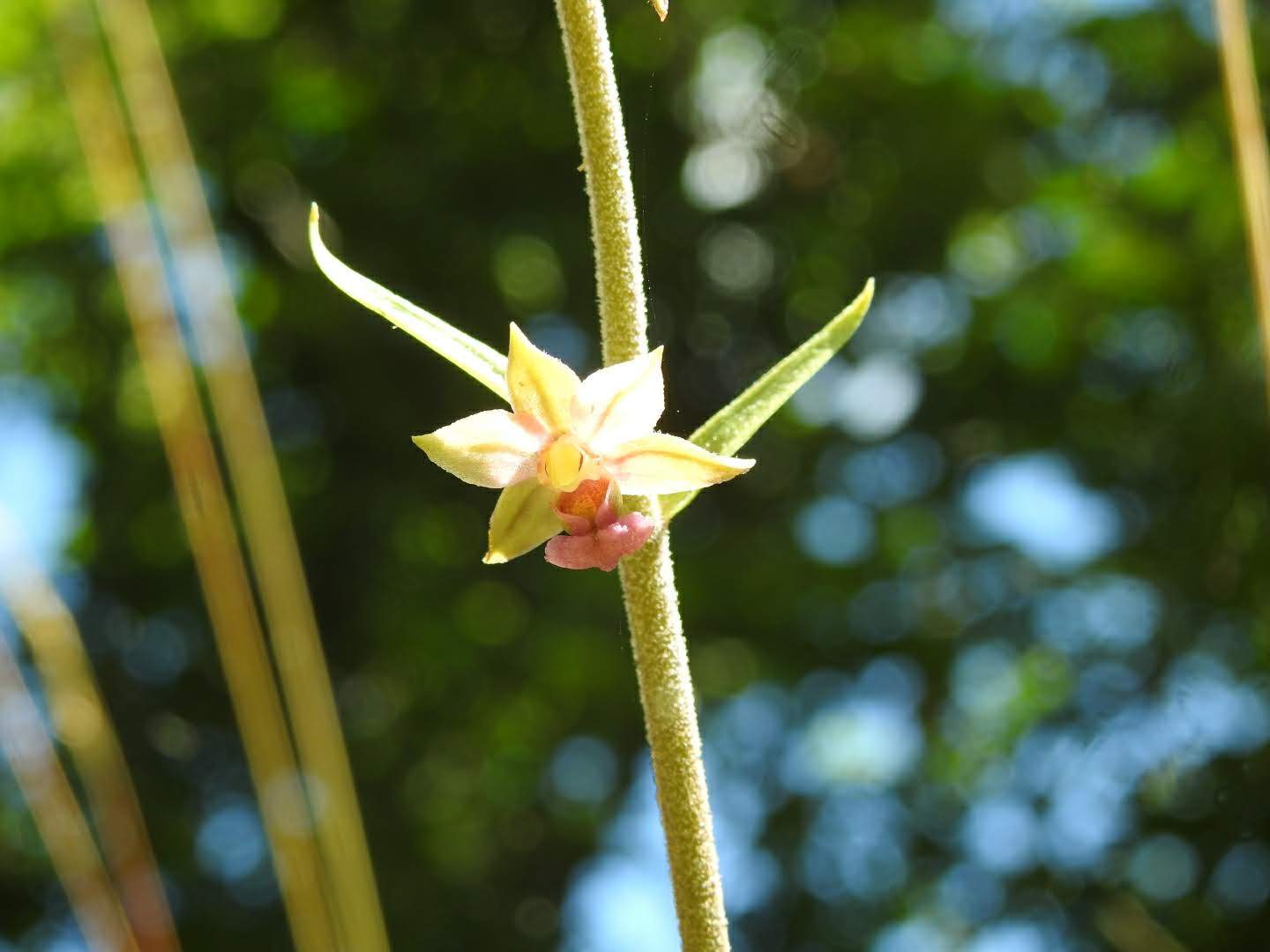 Epipactis atrorubens