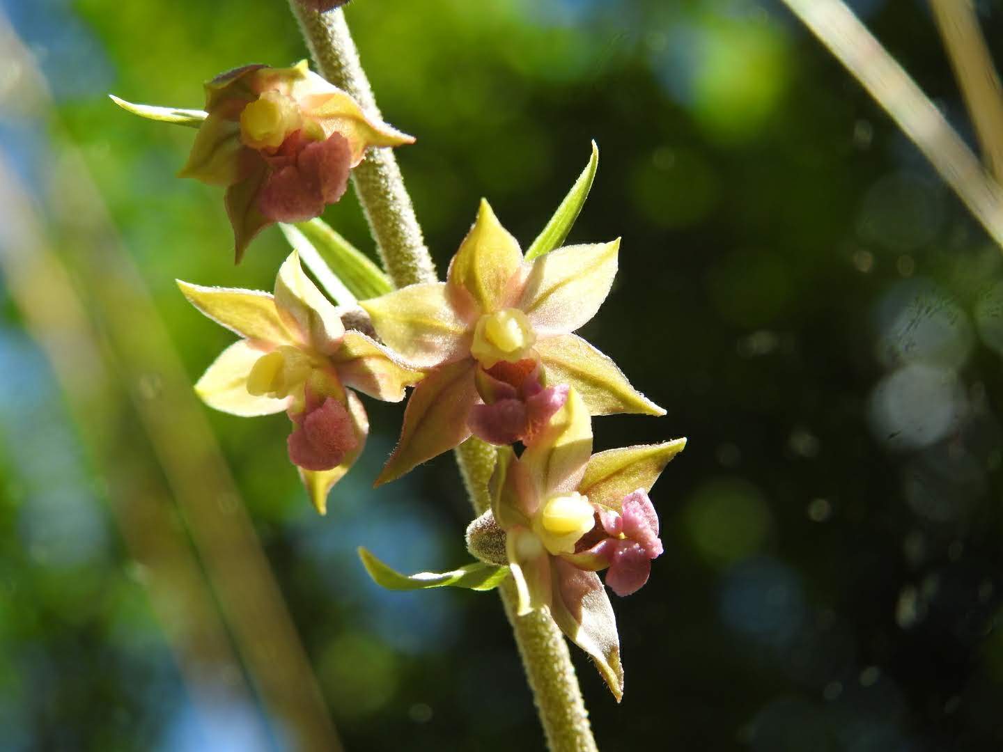 Epipactis atrorubens