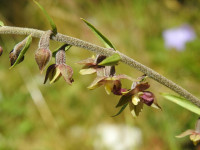 Epipactis atrorubens
