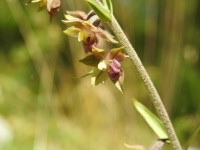 Epipactis atrorubens