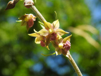Epipactis atrorubens