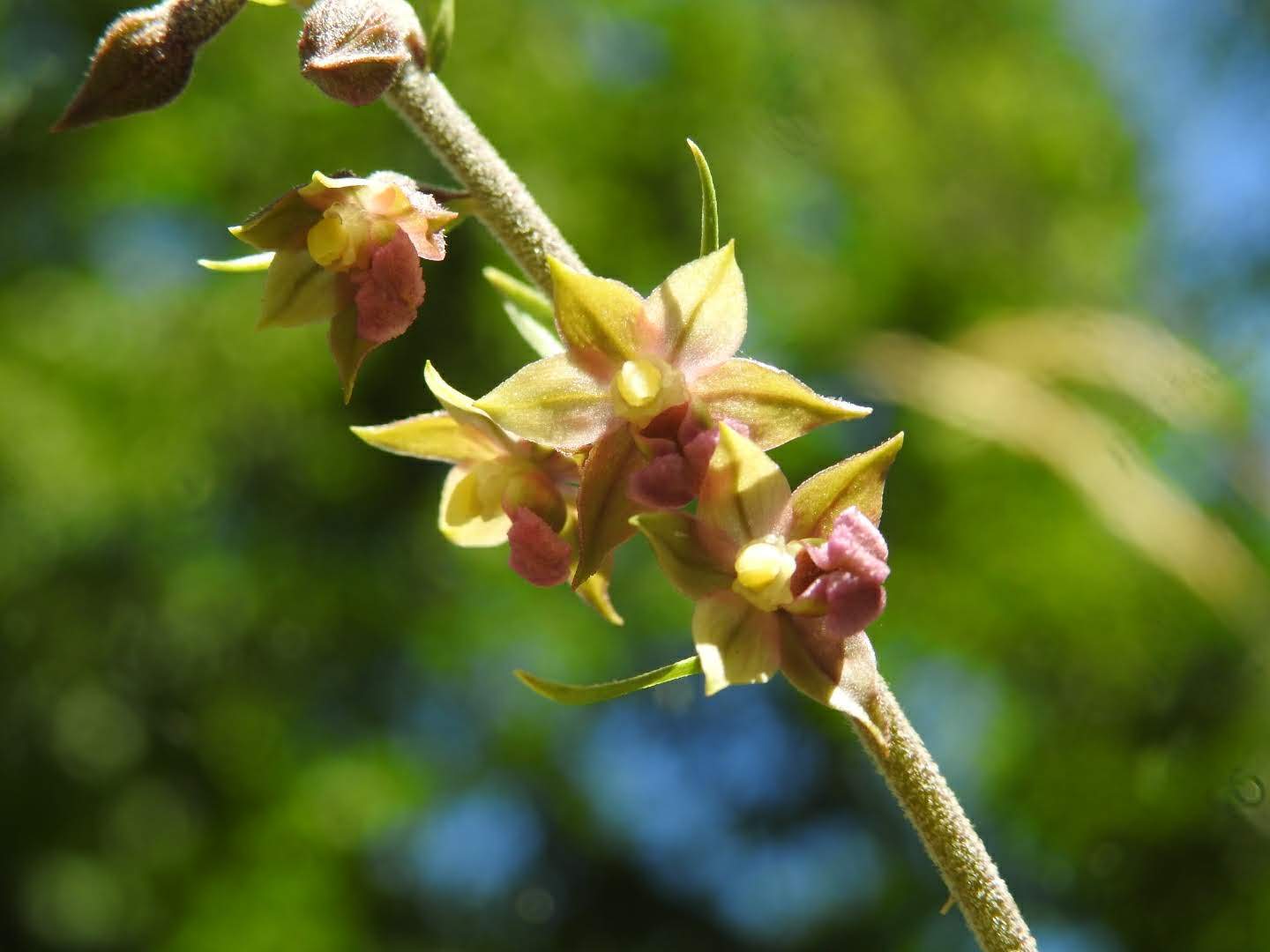 Epipactis atrorubens