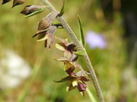 Epipactis atrorubens
