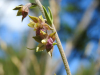 Epipactis atrorubens