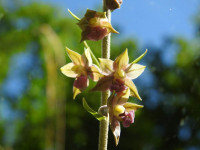 Epipactis atrorubens