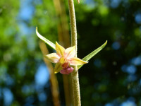 Epipactis atrorubens