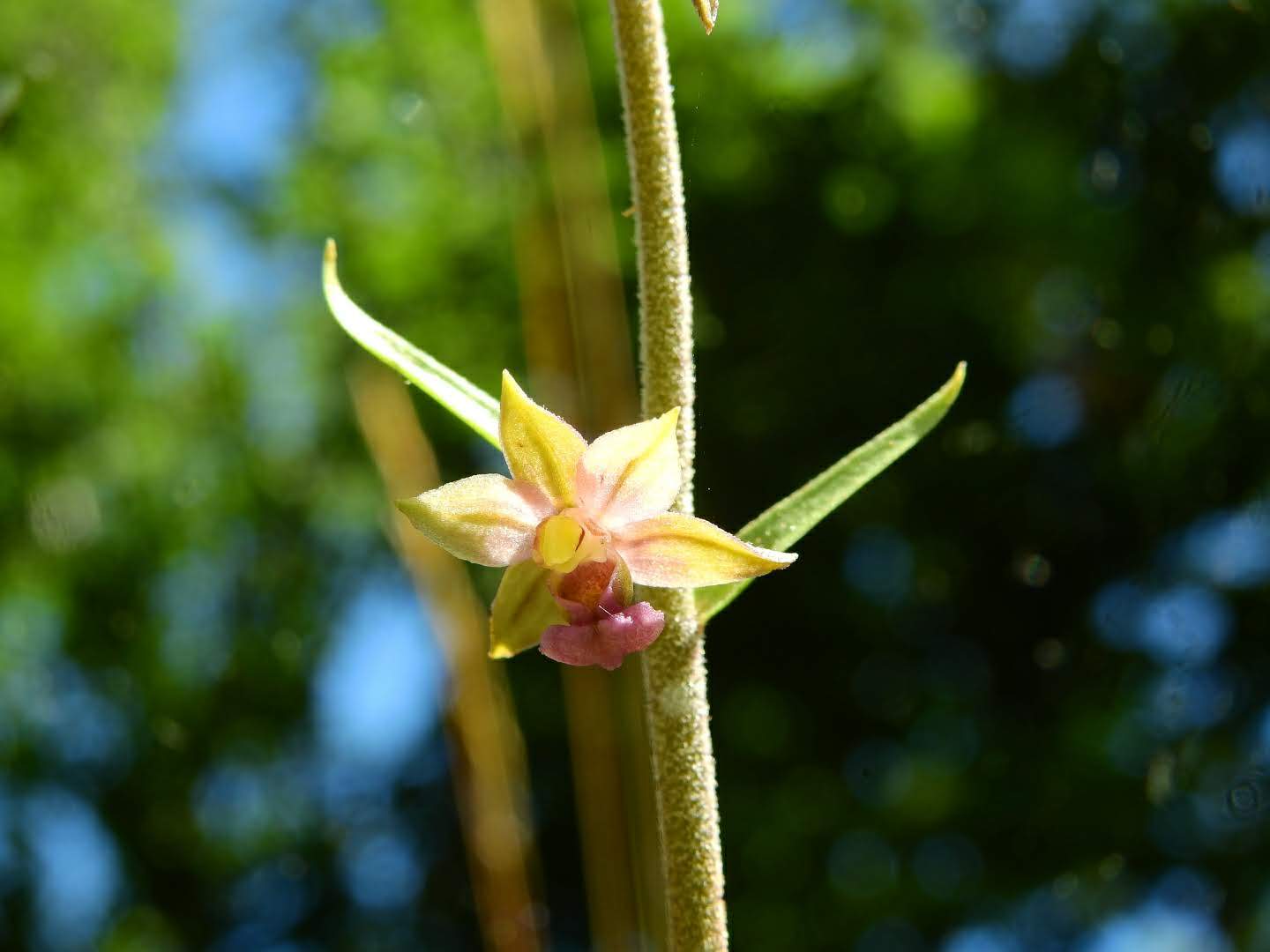 Epipactis atrorubens