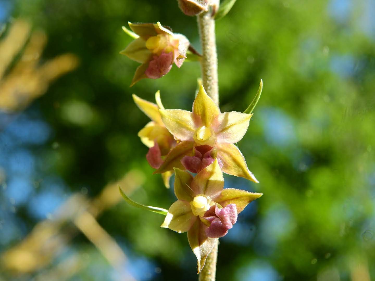 Epipactis atrorubens