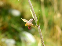 Epipactis atrorubens