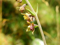 Epipactis atrorubens