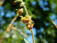Epipactis atrorubens