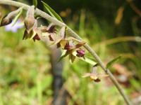 Epipactis atrorubens