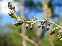 Epipactis atrorubens
