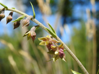 Epipactis atrorubens