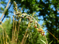 Epipactis atrorubens