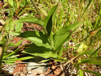 Epipactis atrorubens