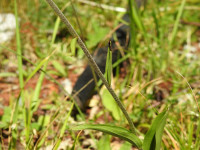 Epipactis atrorubens