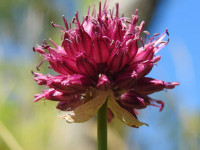 Allium sphaerocephalon