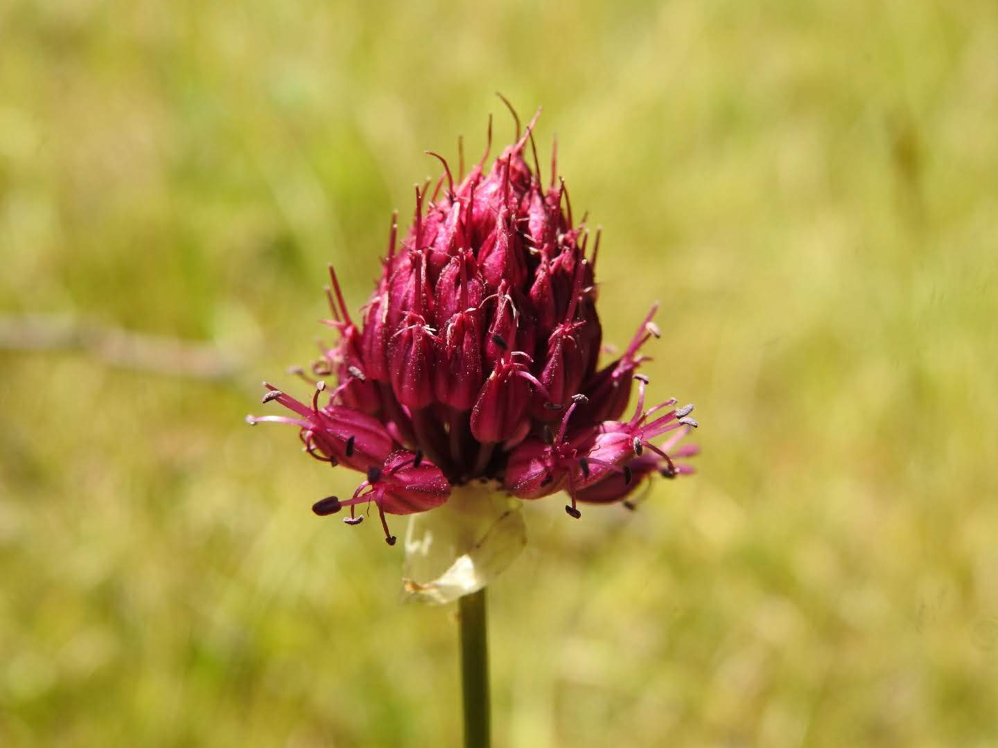 Allium sphaerocephalon