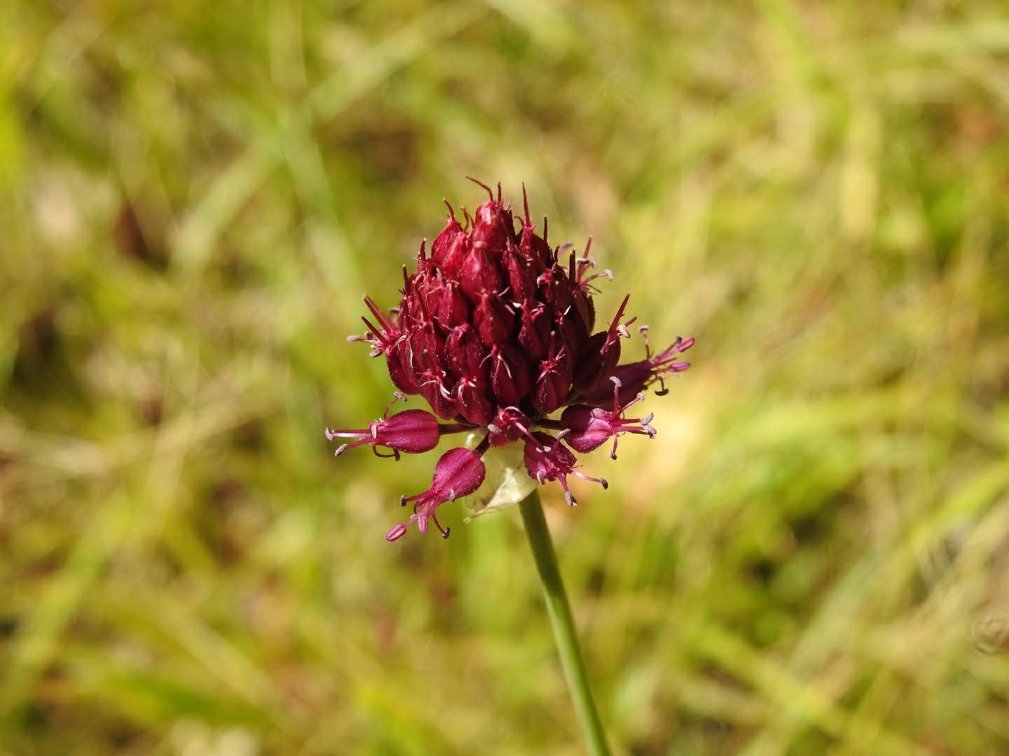 Allium sphaerocephalon