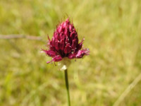 Allium sphaerocephalon