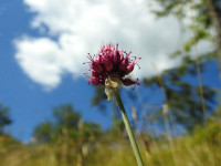 Allium sphaerocephalon