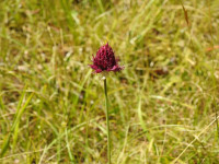 Allium sphaerocephalon