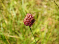 Allium sphaerocephalon